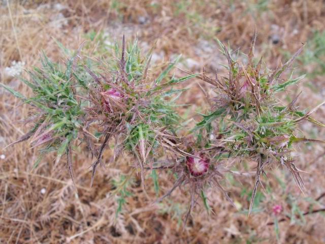 Carlina lanata? no, Carlina corymbosa